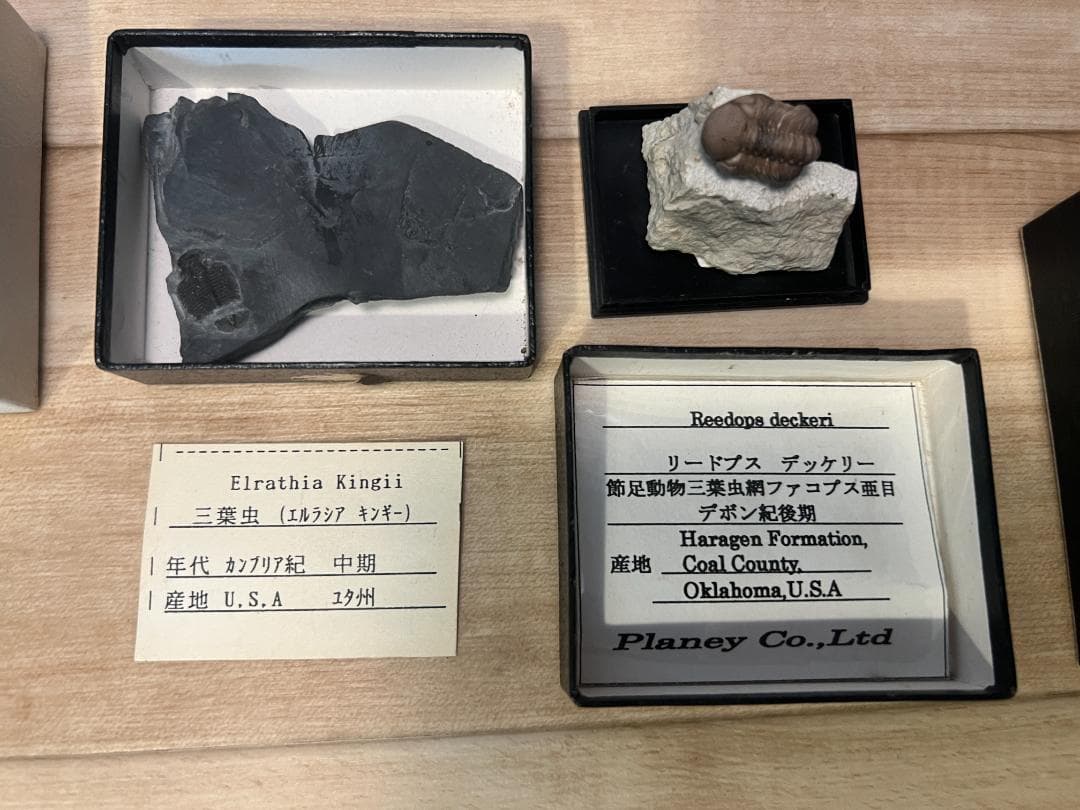 し*め様 化石 9点 / 三葉虫 カンブリア紀～デボン紀 / 産地：北米・南米