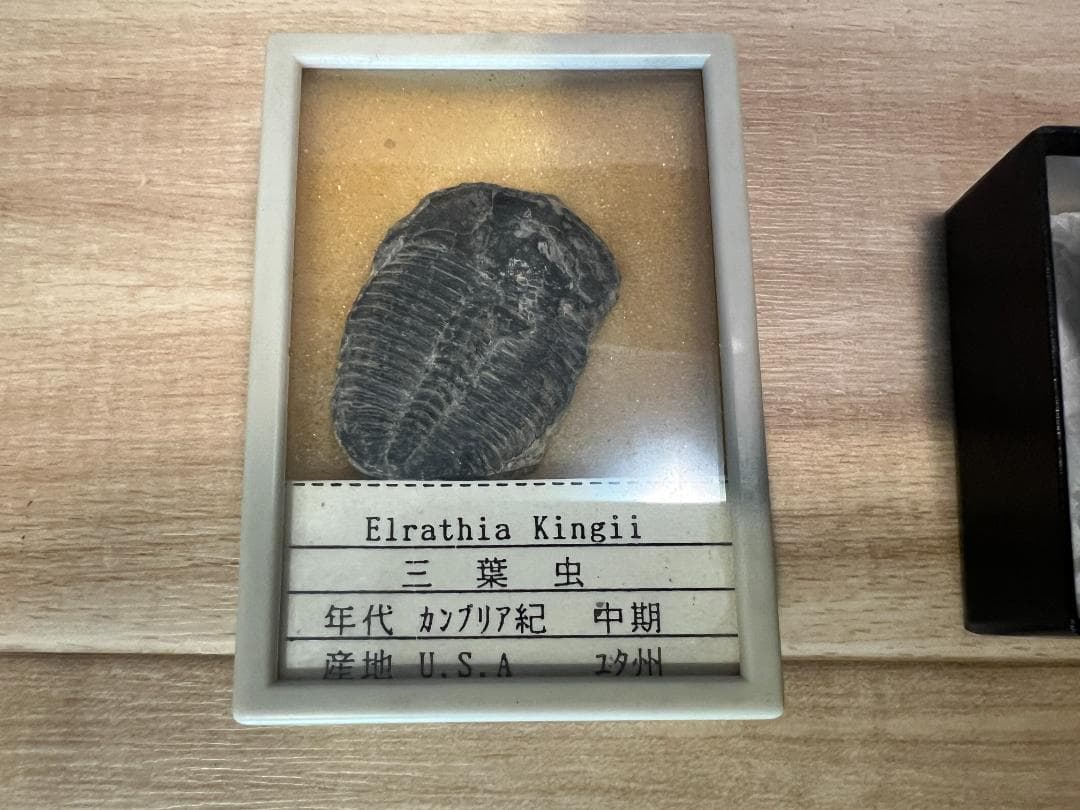 し*め様 化石 9点 / 三葉虫 カンブリア紀～デボン紀 / 産地：北米・南米