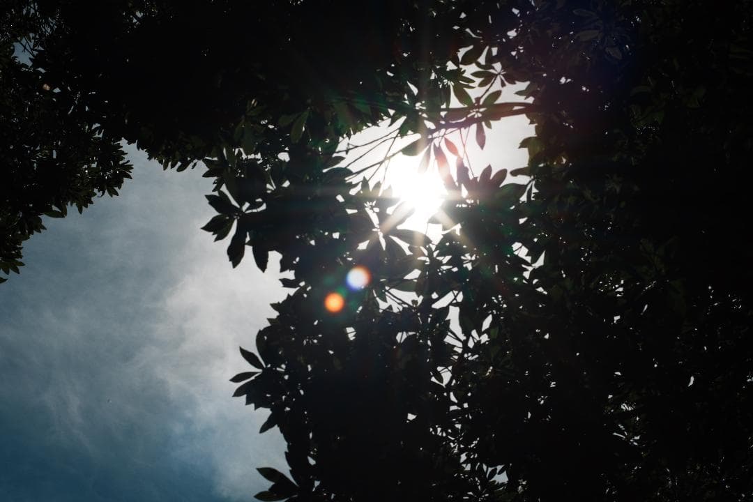 Canon FD55mm F1.2｜自然体を美しく残せる極上レンズ 294