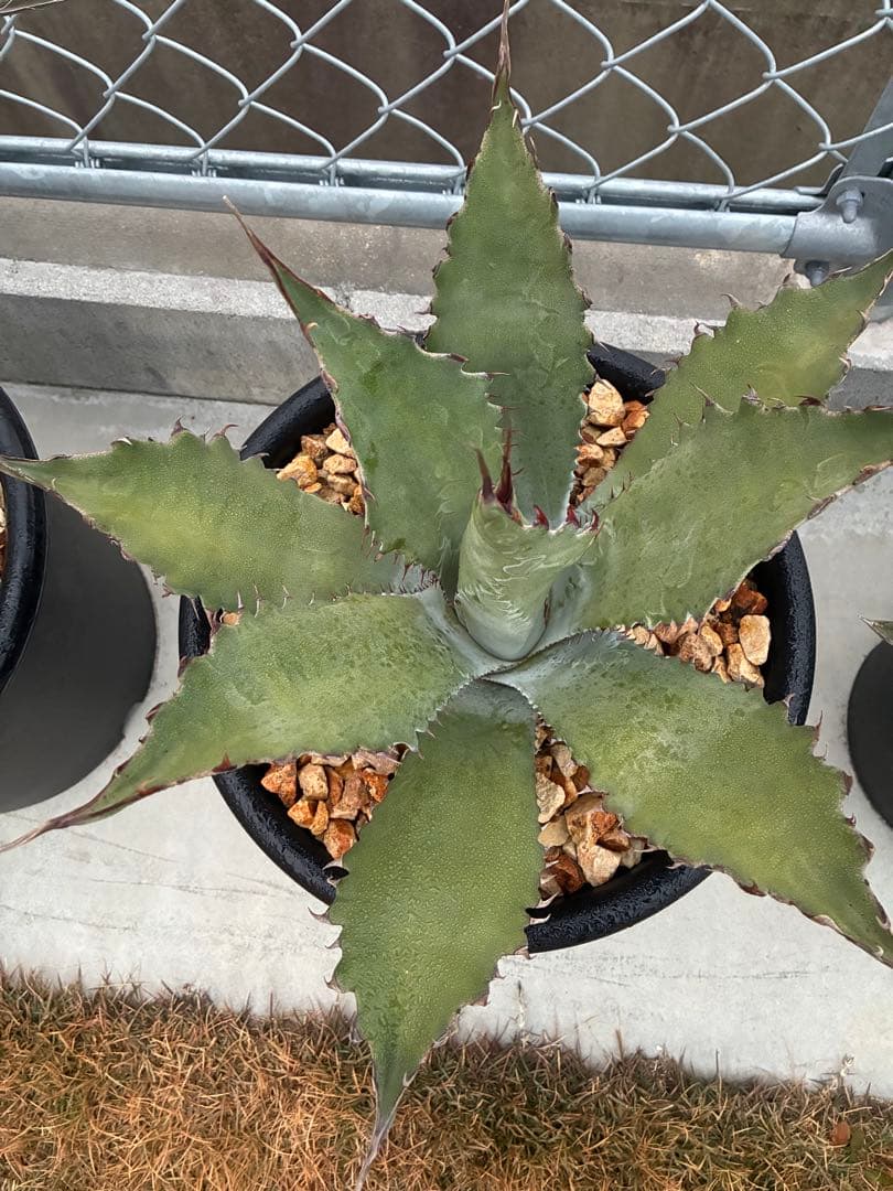 ゆうさん専用ワコマヒーロファンサ