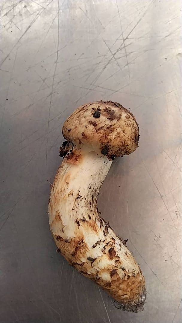 新鮮マツタケ 240g 曲がった形状