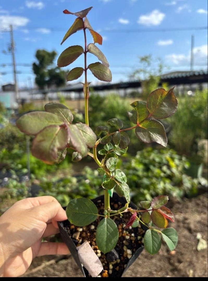 専用　和バラ　バラ苗　2苗