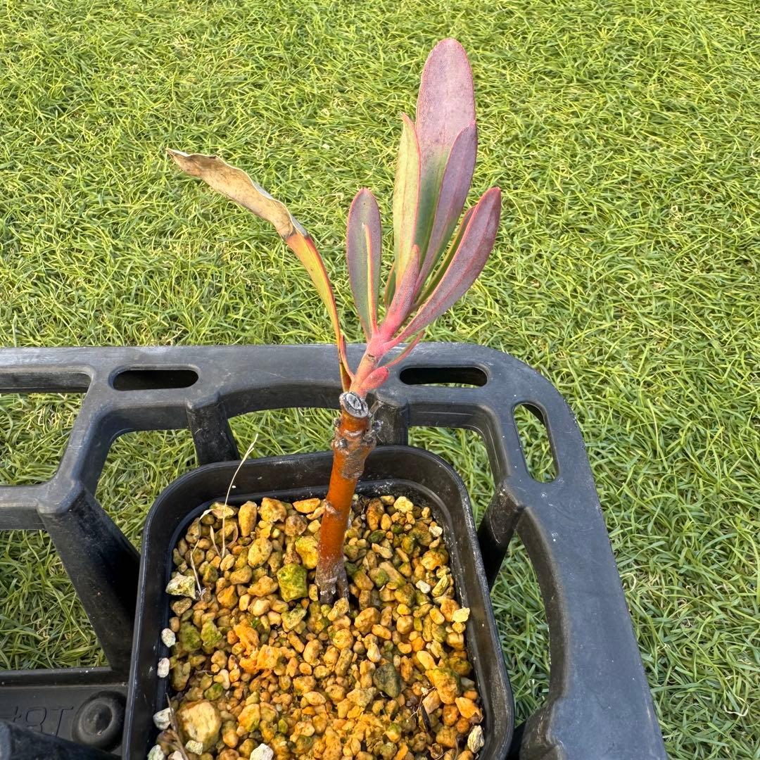 プロテア　スペシャルピンクアイス　or　ピンクアイス　挿木　発根済み　7株セット