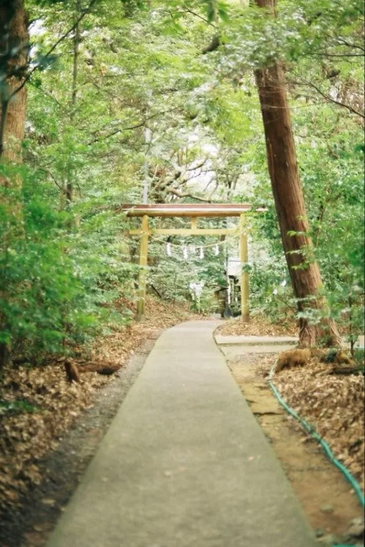 【整備品】CANON 旧F-1 前期　作例あり