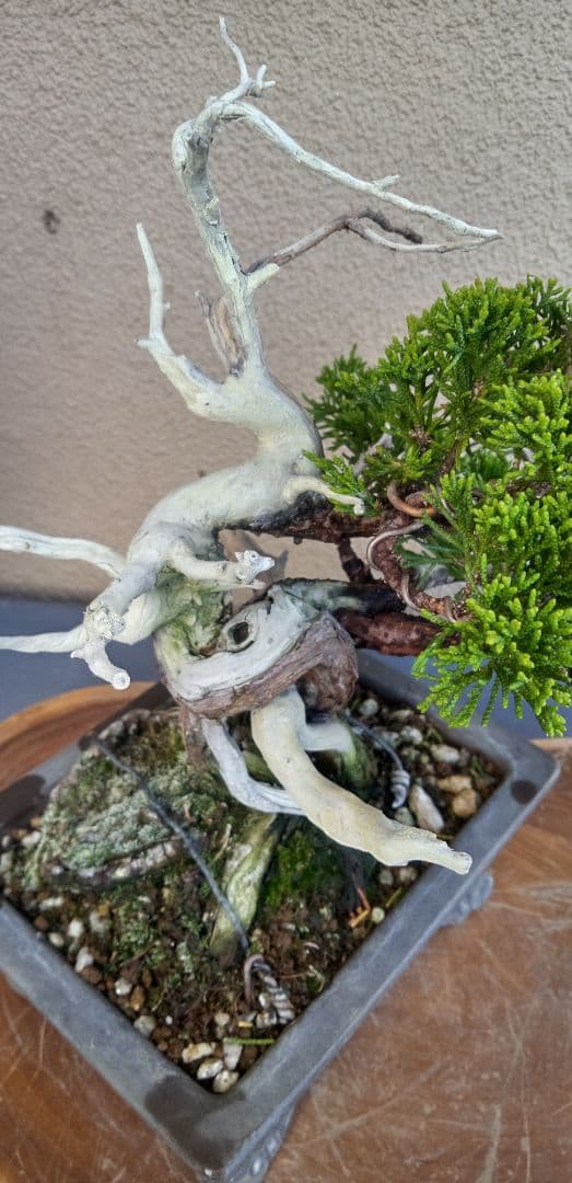 小品盆栽糸魚川真拍