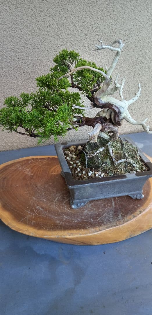 小品盆栽糸魚川真拍