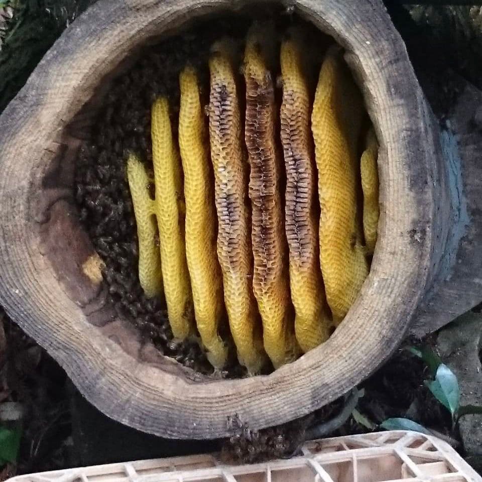 日本はちみつ600g×2瓶