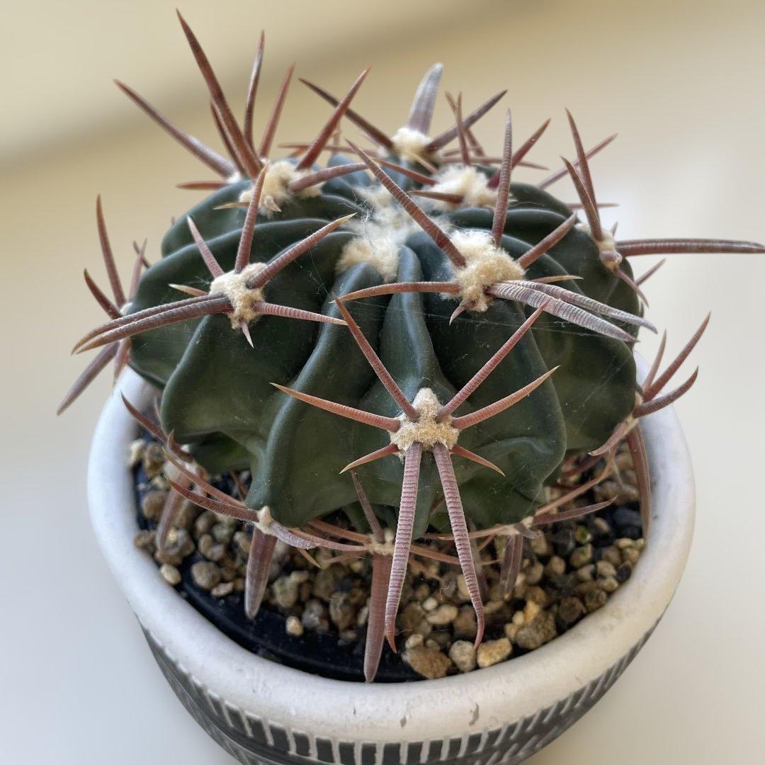 サボテン　綾波　実生