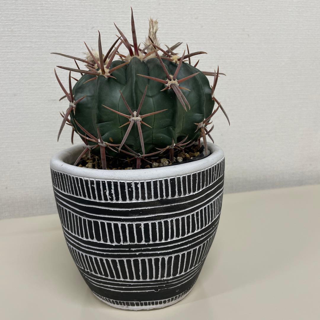 サボテン　綾波　実生