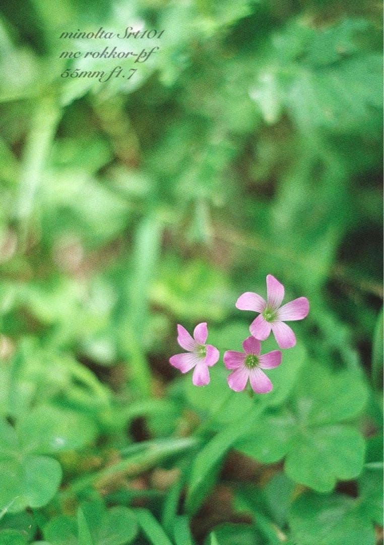 minolta srt101 ★美品＊完動品★緑のロッコール★作例多数＊保証付