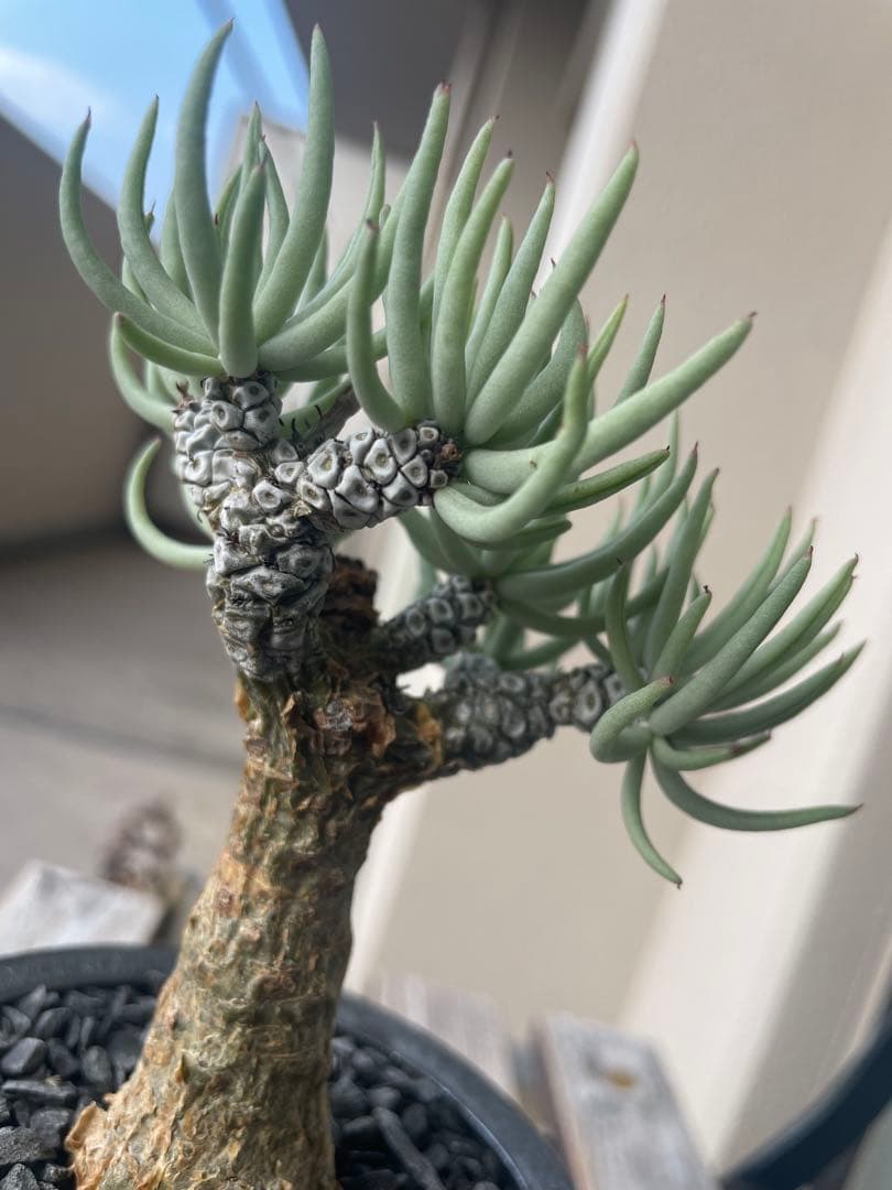 即日発送　チレコドン　ペアルソニー　実生　田中元将　作家鉢セット　3寸　冬型塊根