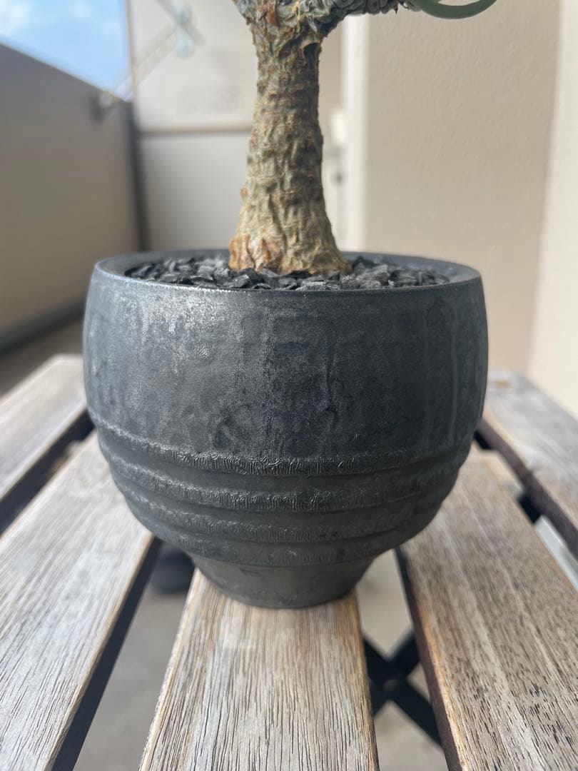 即日発送　チレコドン　ペアルソニー　実生　田中元将　作家鉢セット　3寸　冬型塊根