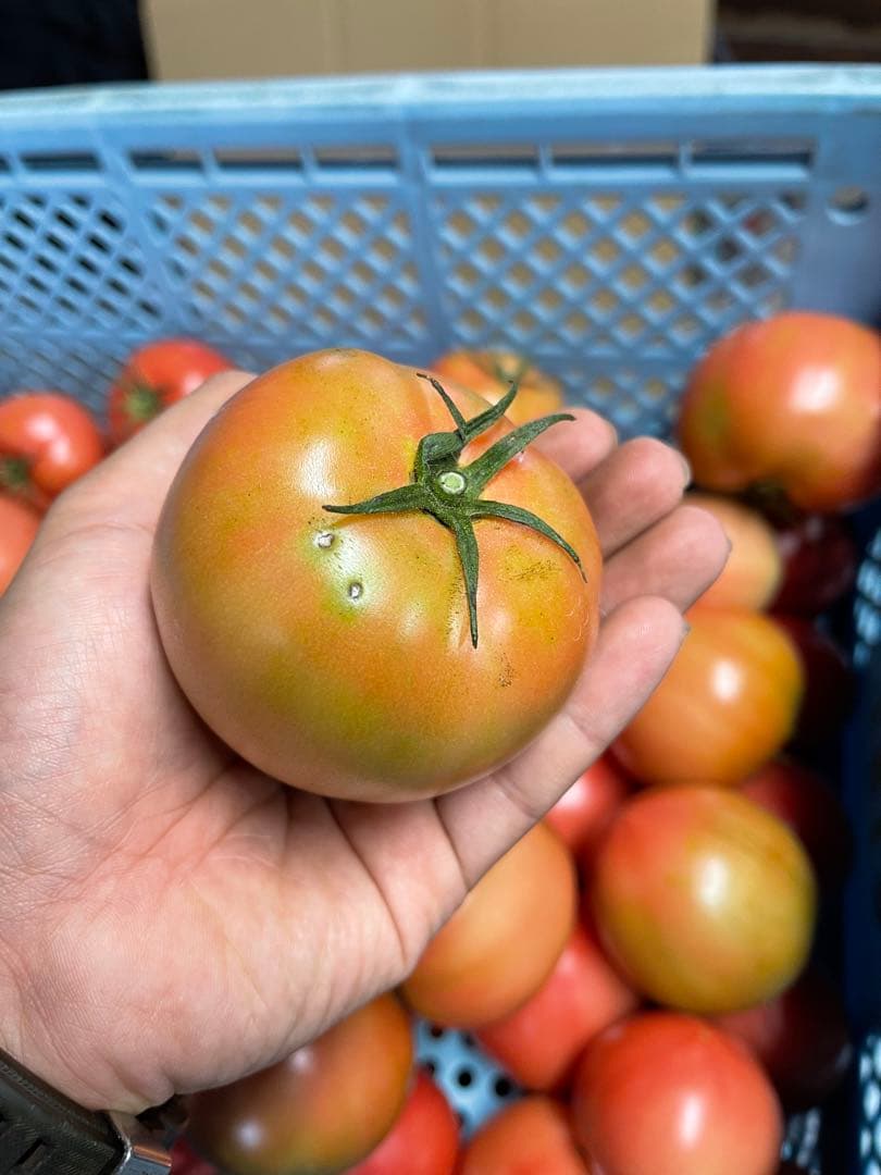 ギョドン先輩トマト