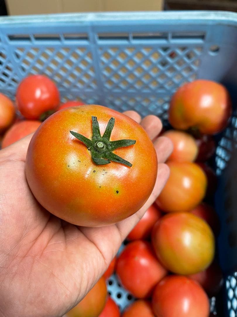 ギョドン先輩トマト