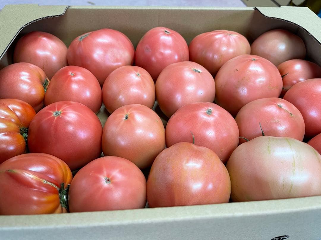 ギョドン先輩トマト