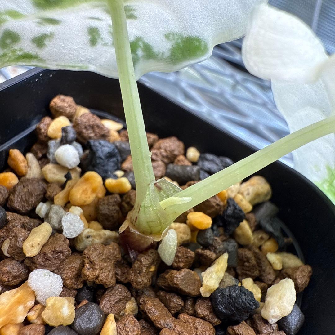 w*）様 極上 アロカシア メロ アルボ