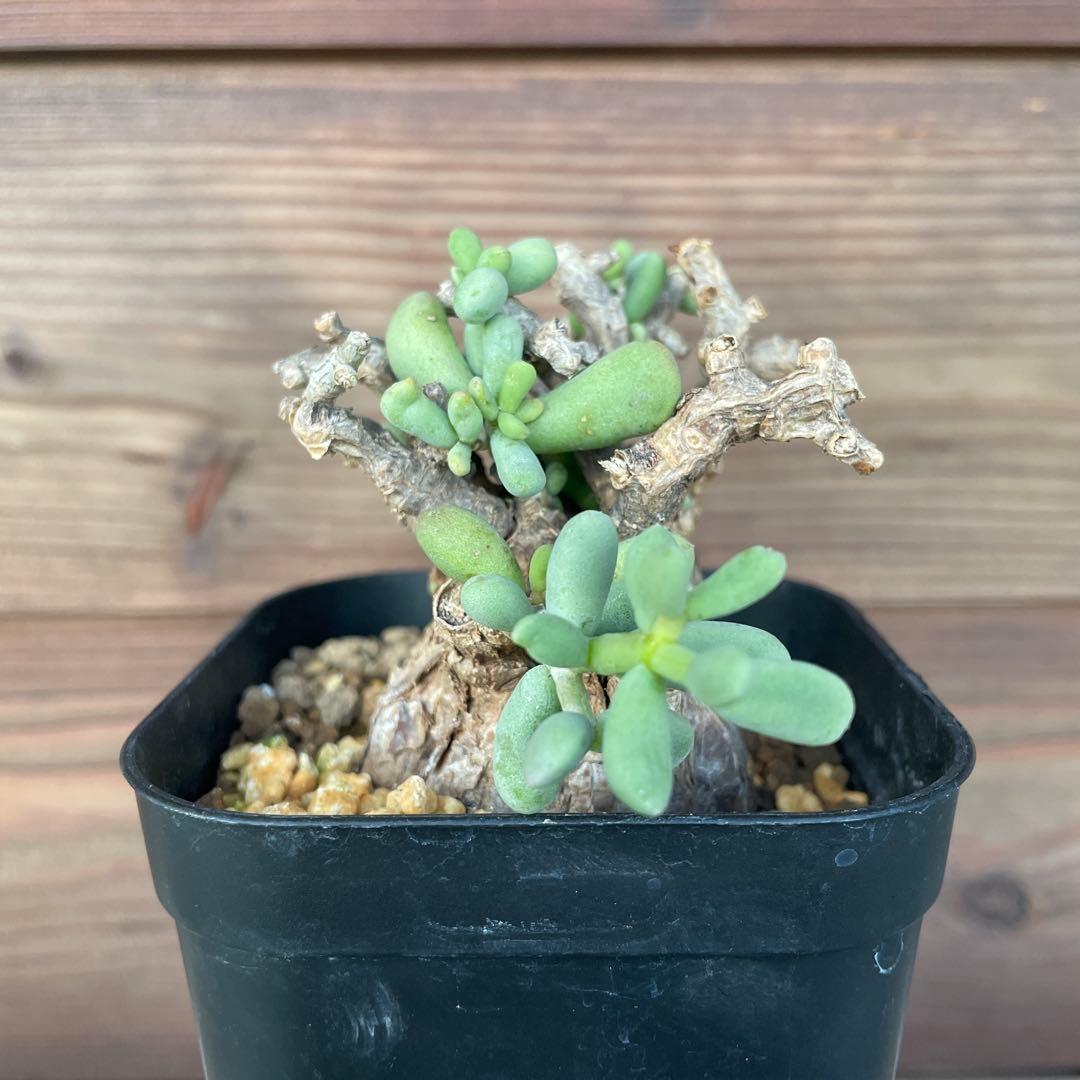 ケラリアピグマエア #39