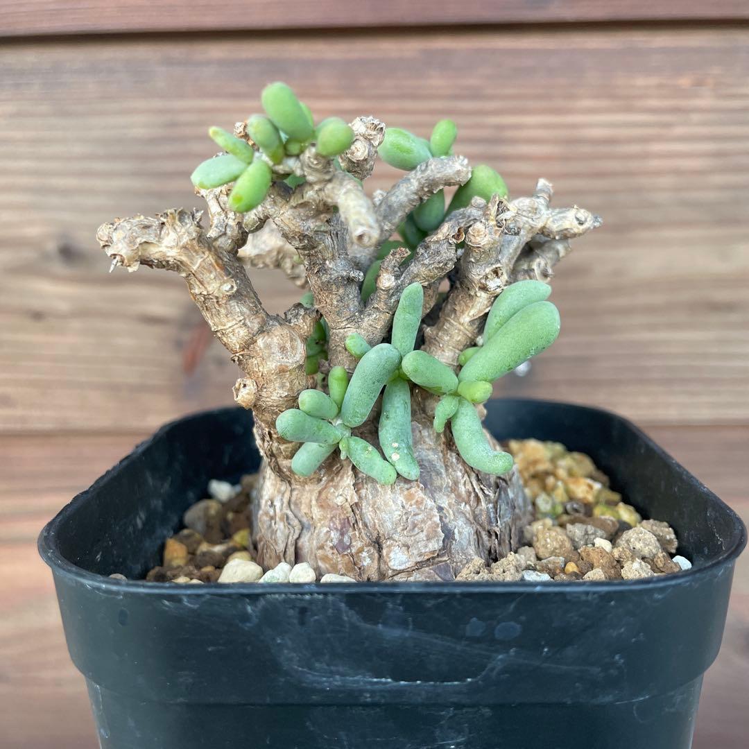 ケラリアピグマエア #39