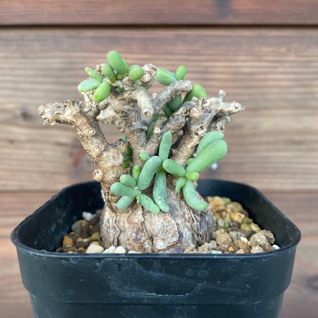 ケラリアピグマエア #39