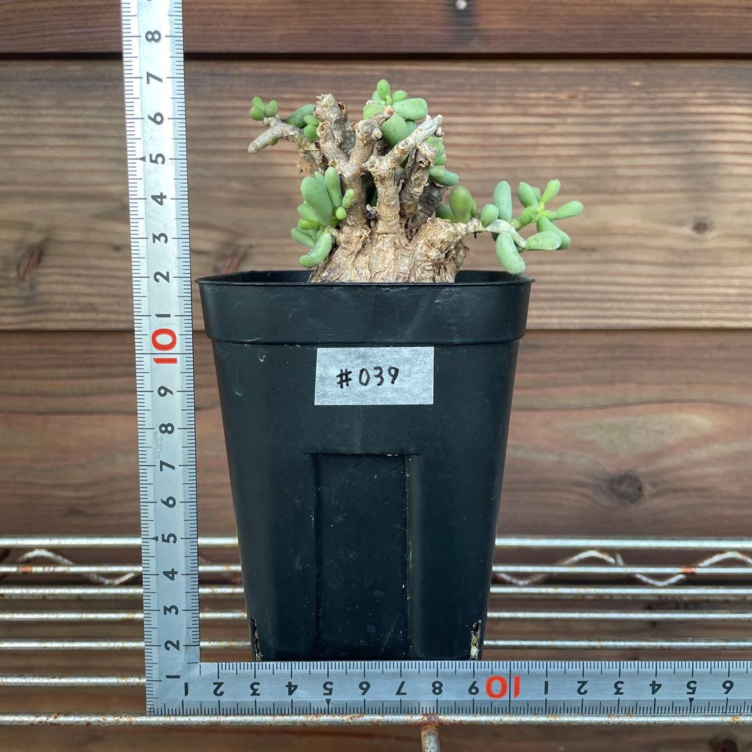 ケラリアピグマエア #39