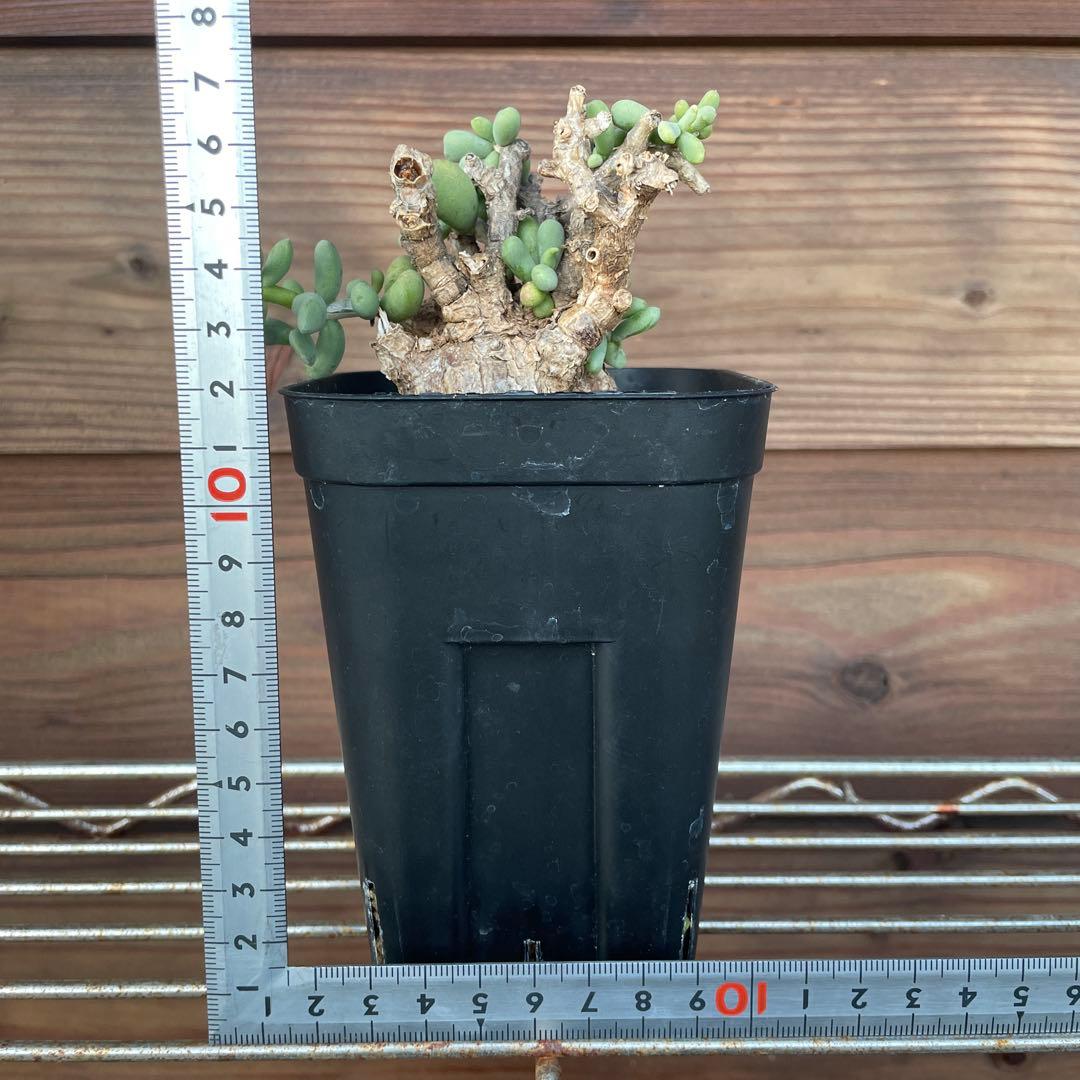 ケラリアピグマエア #39