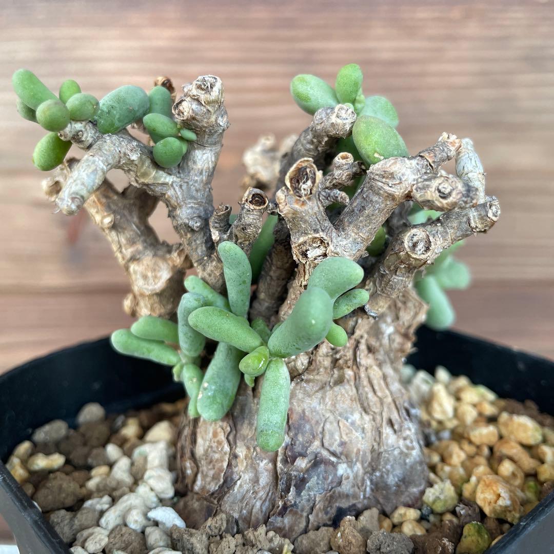 ケラリアピグマエア #39