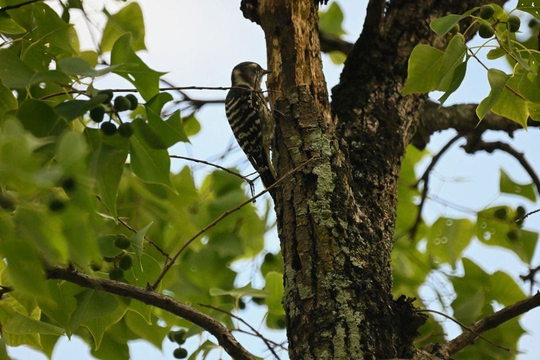Minolta AF Reflex 500mm F8 ミラーレンズ【動作確認済】