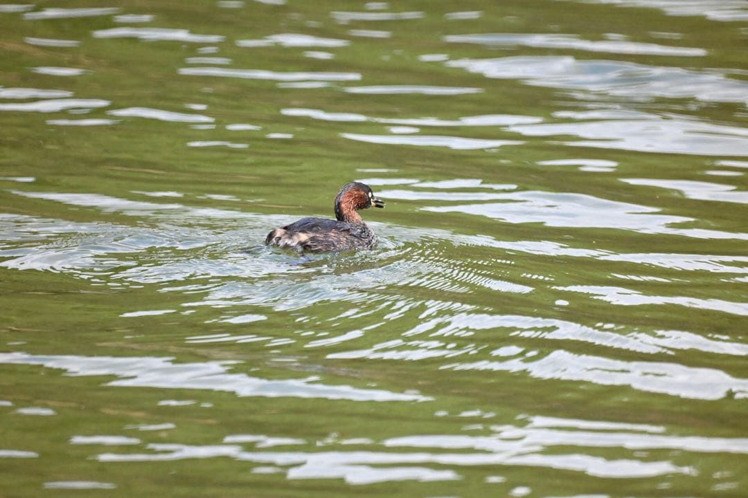 Minolta AF Reflex 500mm F8 ミラーレンズ【動作確認済】