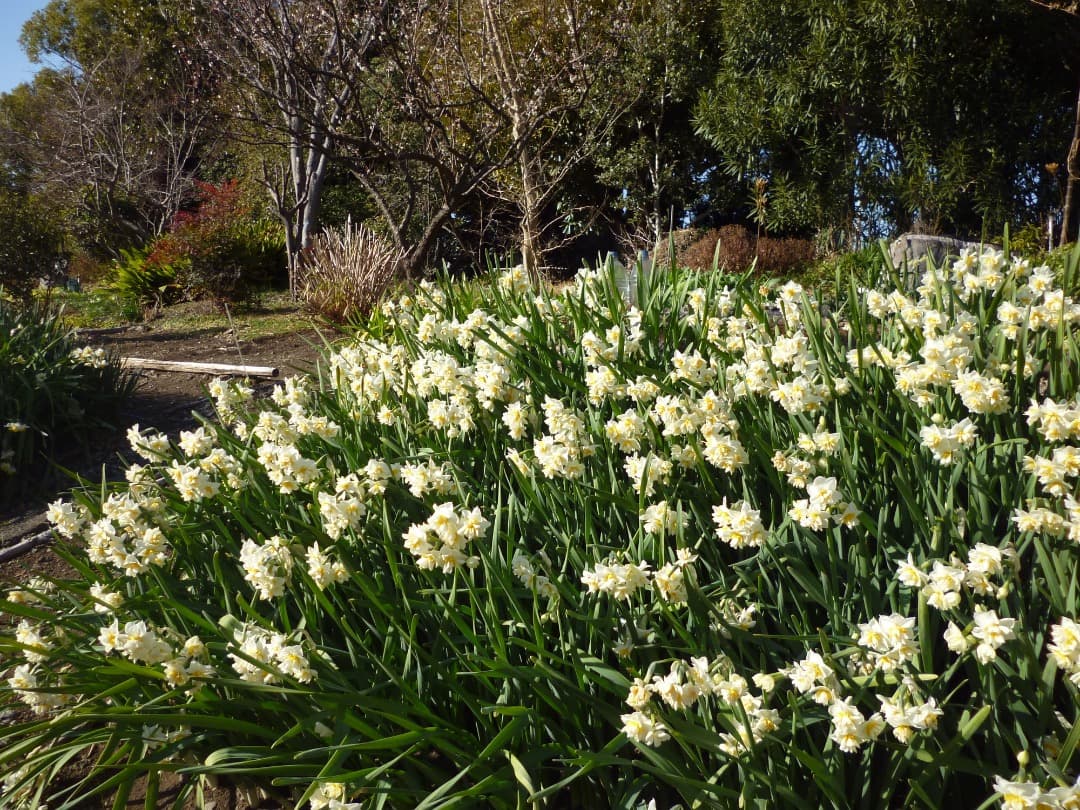 実写⭕️【動作確認済み】Panasonic LUMIX S DMC-S1