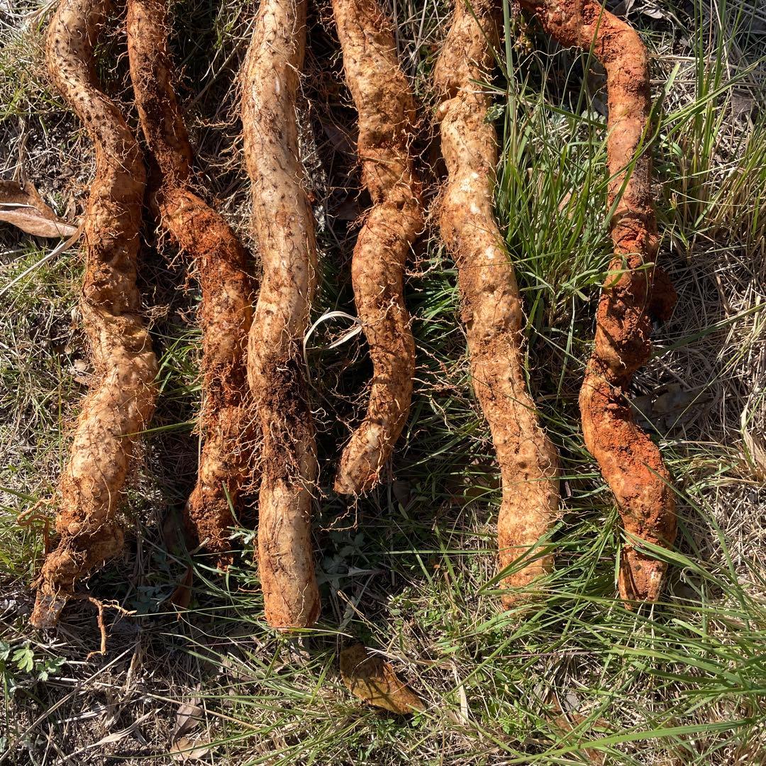 天然自然薯ーー2キローー2点まとめて