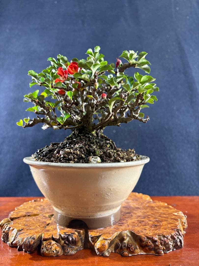 小品盆栽、長寿梅、株立ち作り、花、花芽付き 目立った傷や汚れなし