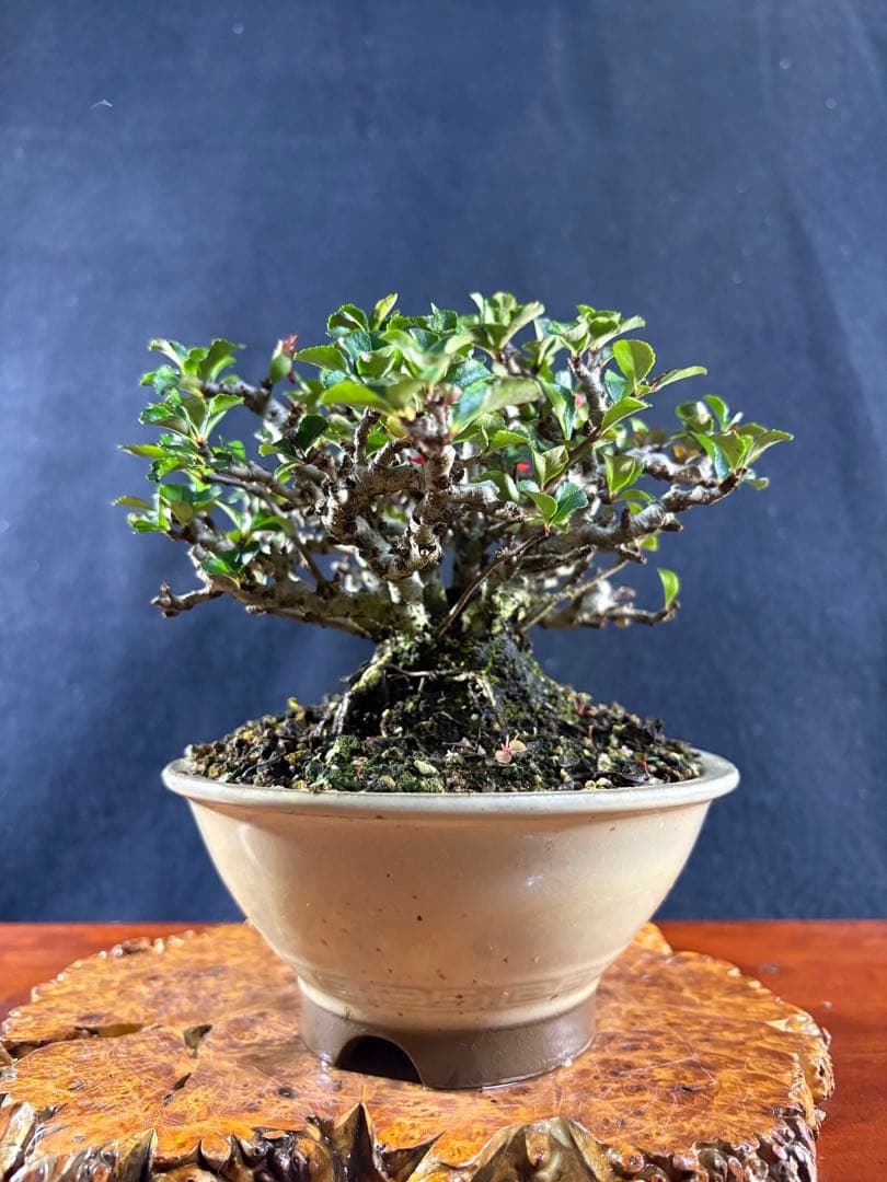 小品盆栽、長寿梅、株立ち作り、花、花芽付き 目立った傷や汚れなし