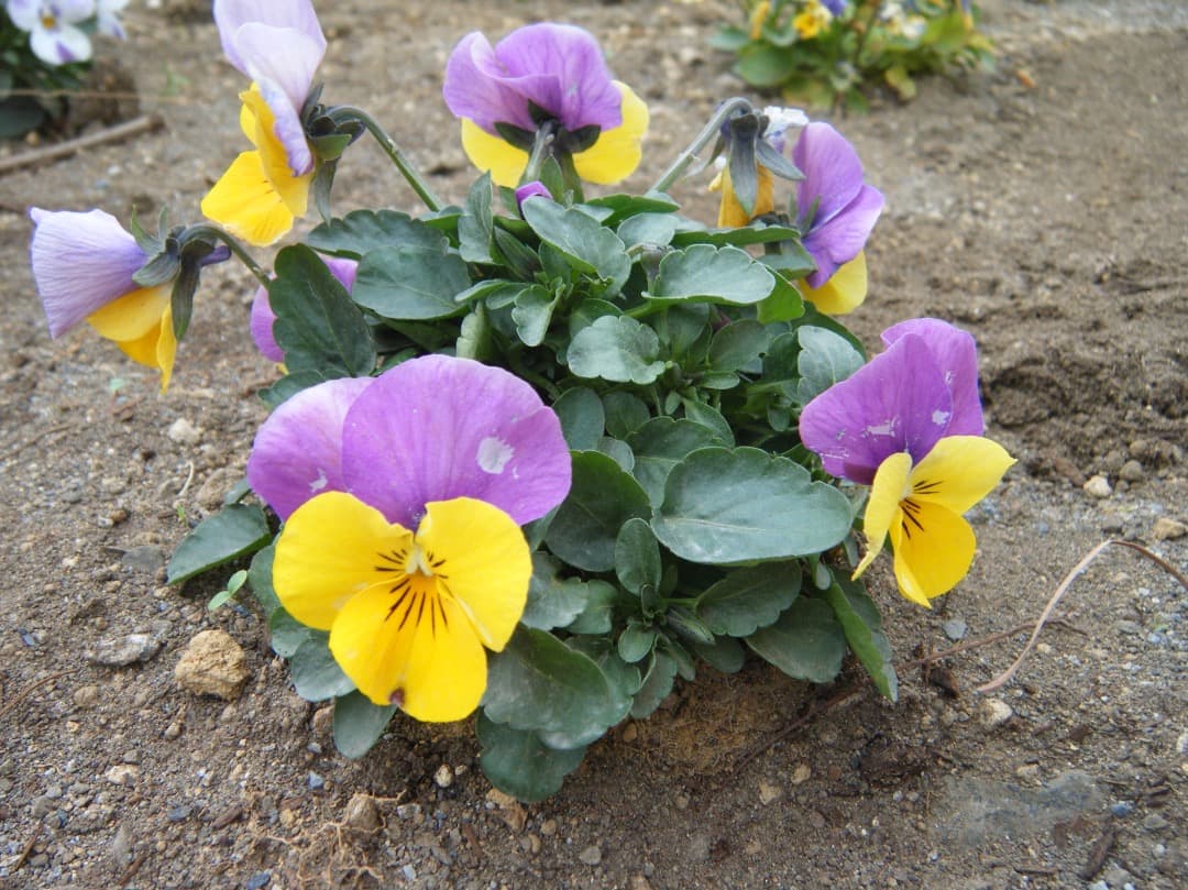 実写美⭕️良品【動作確認済み】FUJIFILM FinePix Z33WP