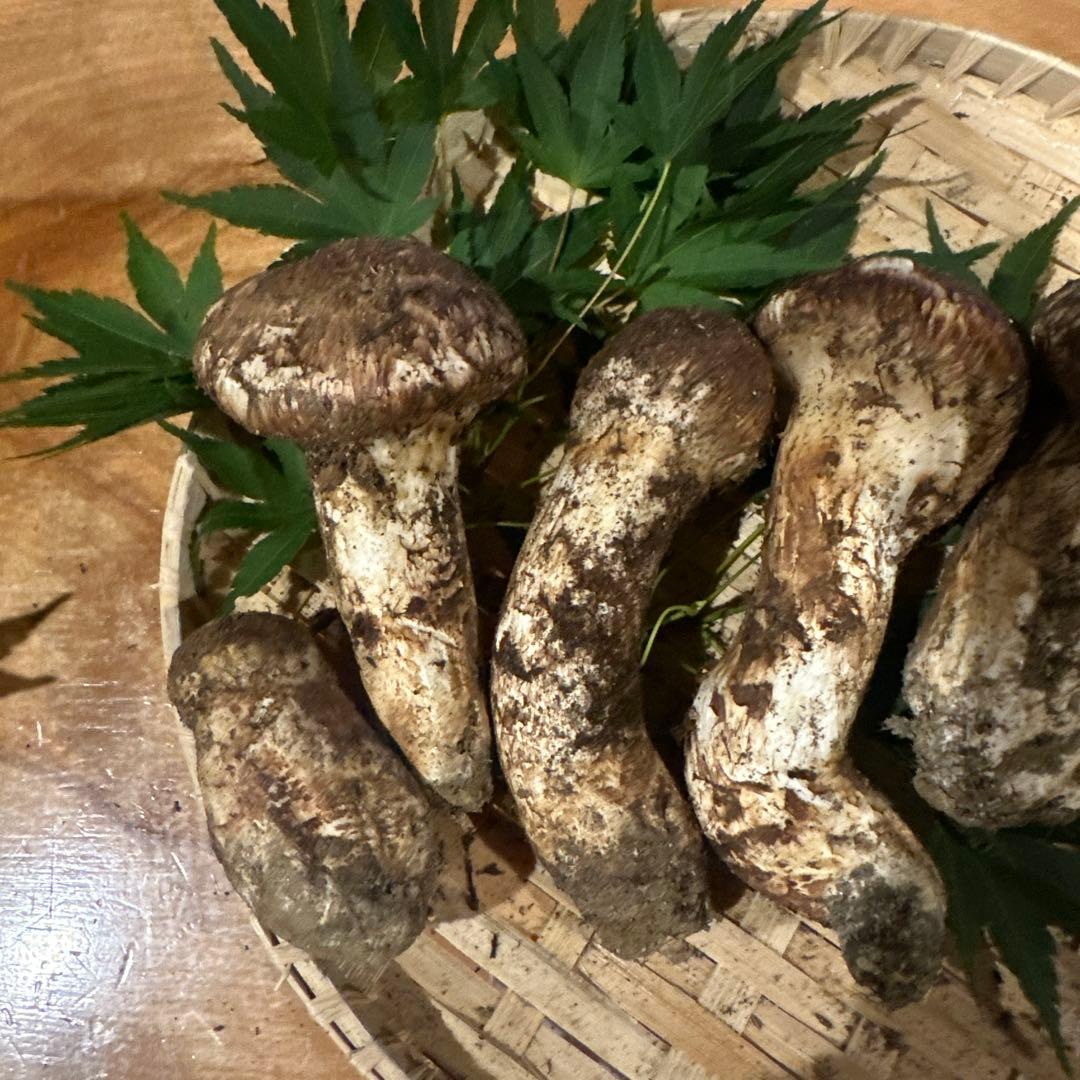松茸　南信州産② 本日ラスト