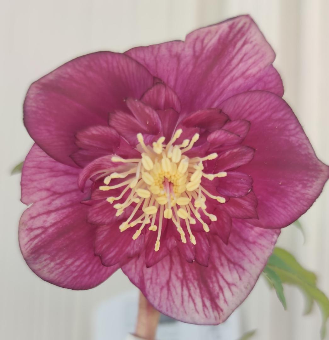 クリスマスローズ　パープルベインSD（多分オーレア）　おまけ交配