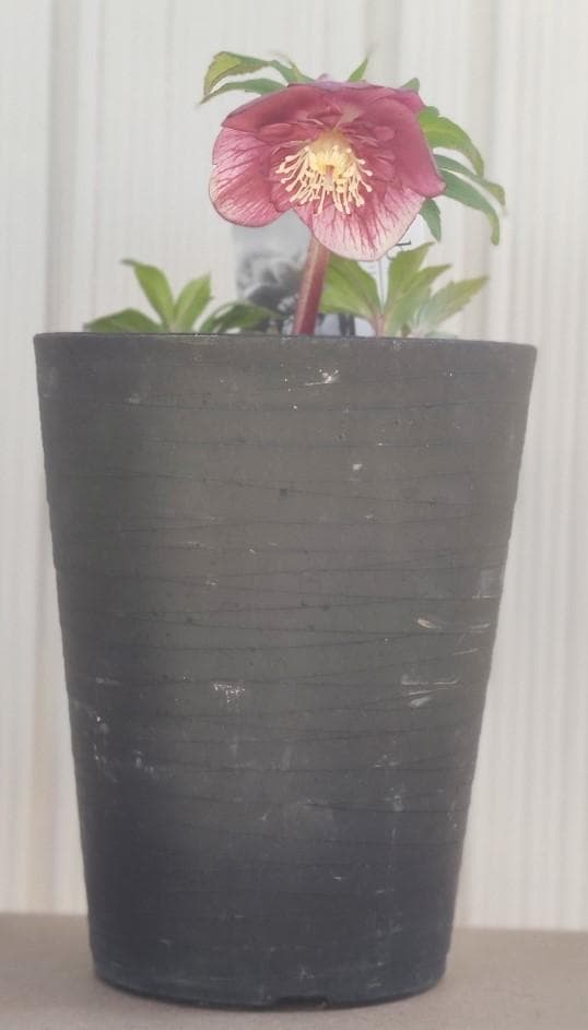 クリスマスローズ　パープルベインSD（多分オーレア）　おまけ交配