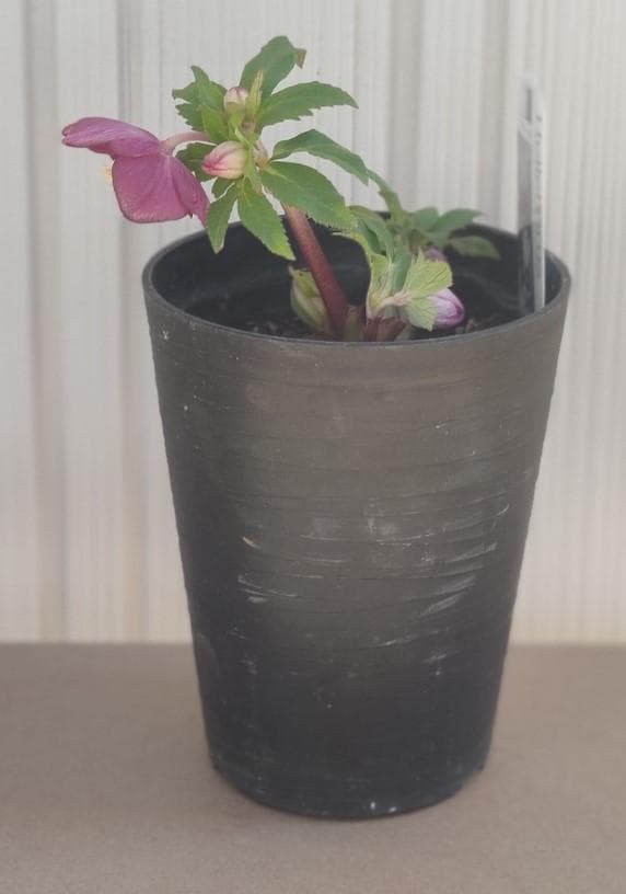 クリスマスローズ　パープルベインSD（多分オーレア）　おまけ交配