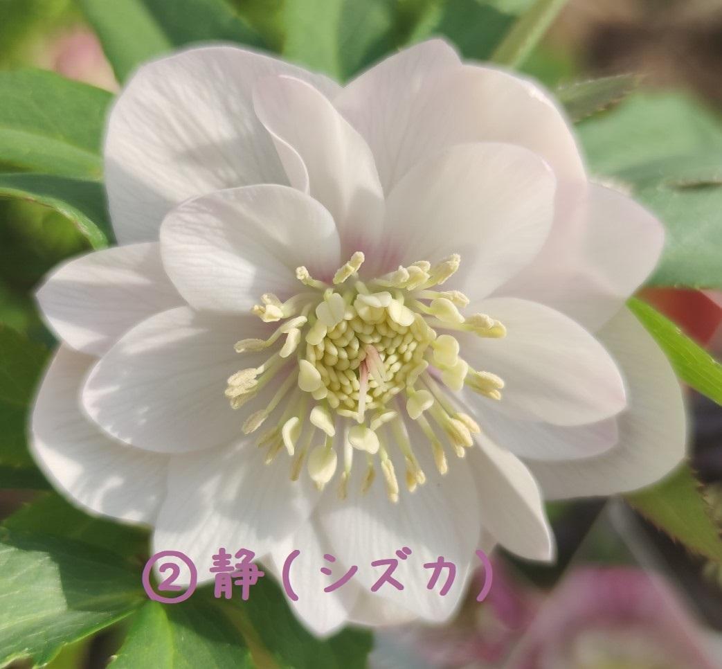 クリスマスローズ　パープルベインSD（多分オーレア）　おまけ交配