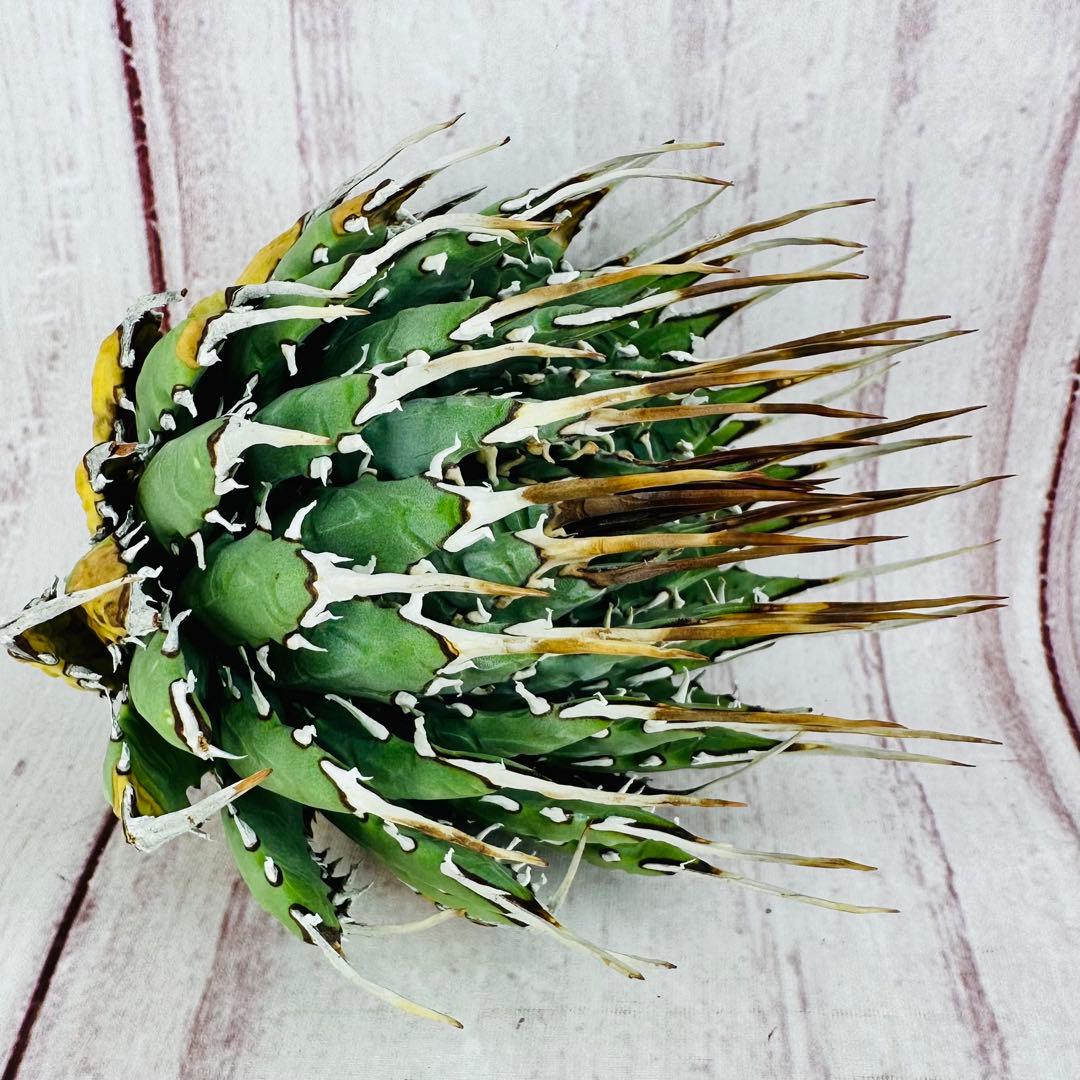 ③ アガベ ユタエンシス エボリスピナ 丸型 ロングスパイン