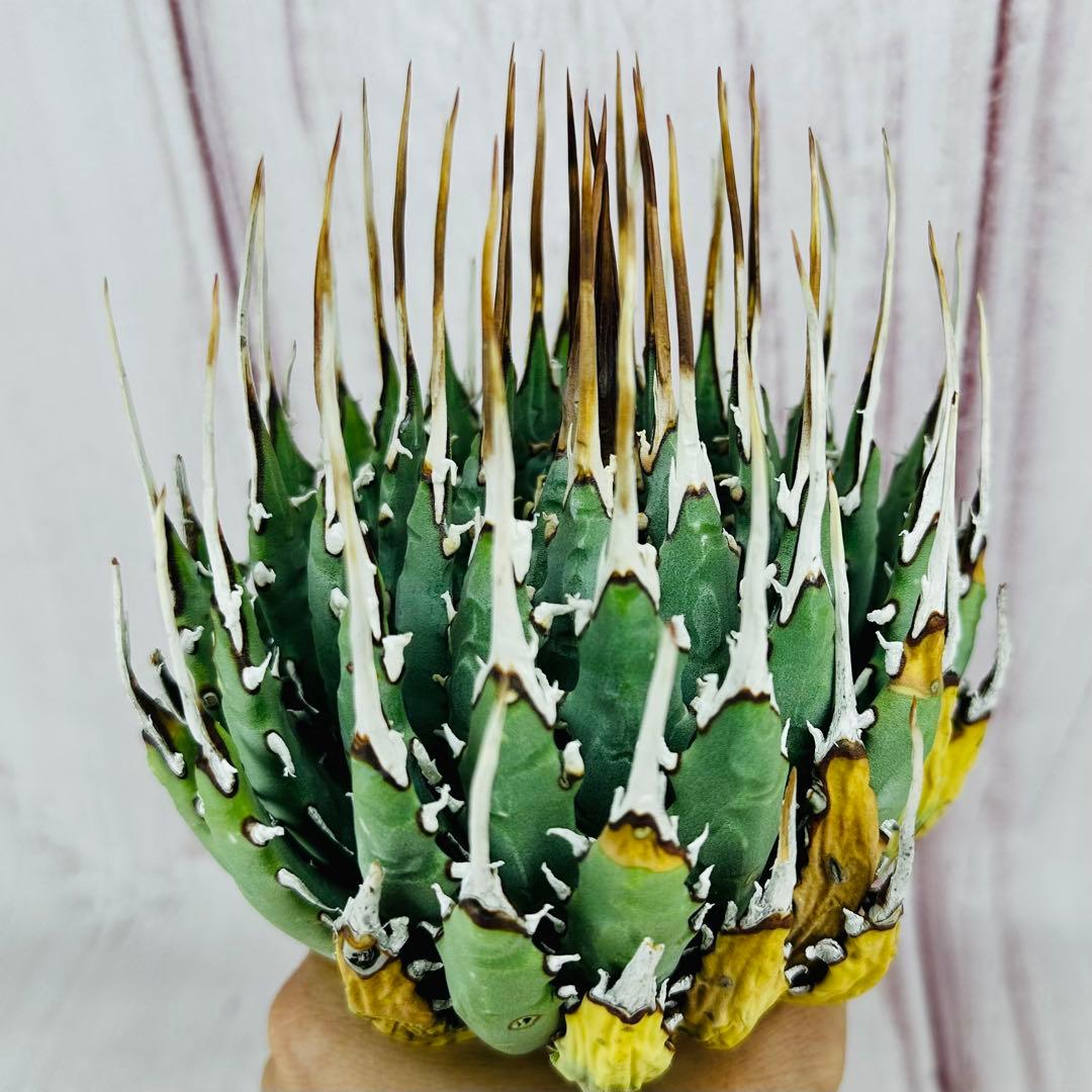 ③ アガベ ユタエンシス エボリスピナ 丸型 ロングスパイン