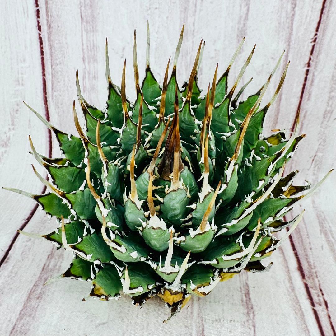 ③ アガベ ユタエンシス エボリスピナ 丸型 ロングスパイン