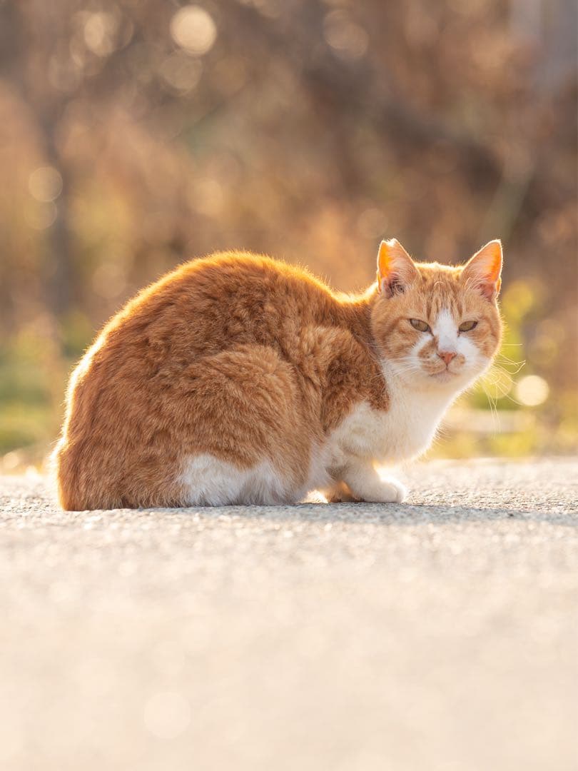 OMSYSTEM M.ZUIKO 40-150mm F2.8 PRO＋MC-20