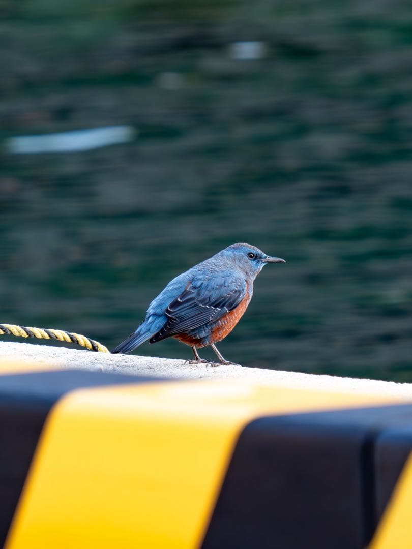 OMSYSTEM M.ZUIKO 40-150mm F2.8 PRO＋MC-20