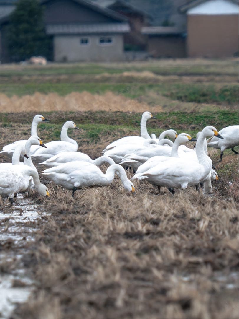 OMSYSTEM M.ZUIKO 40-150mm F2.8 PRO＋MC-20