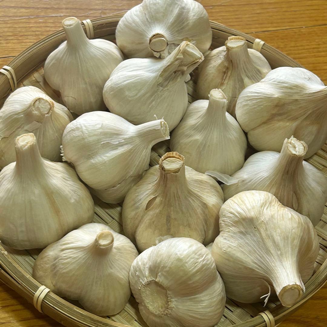【お買い得セール】青森県 福地ホワイト にんにく M5kg 加工 家庭用
