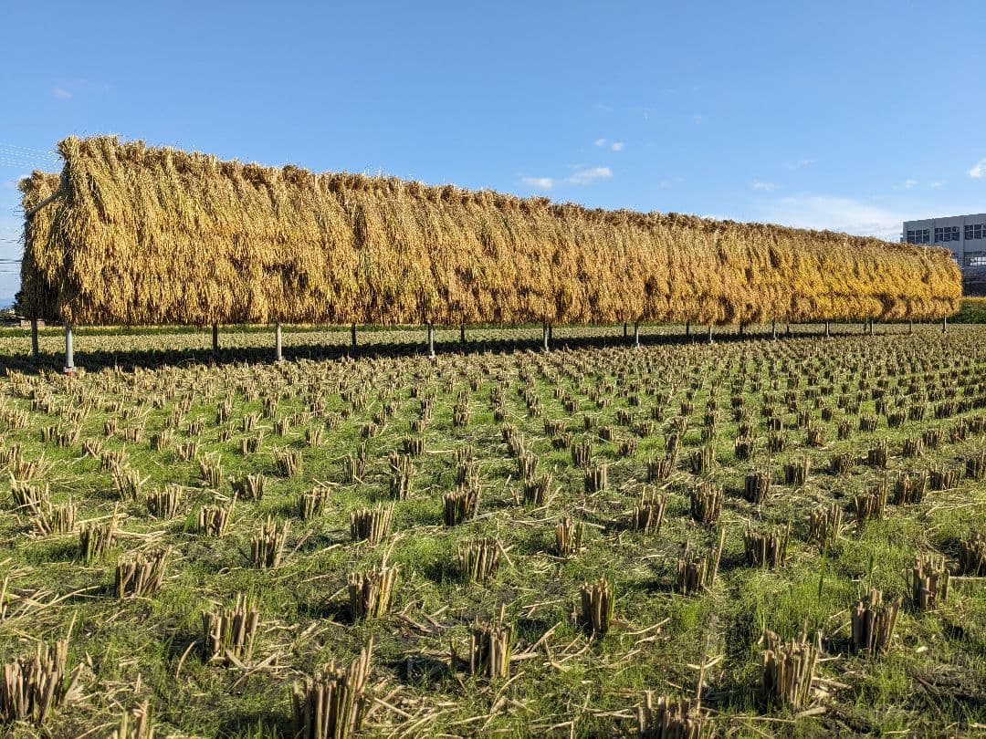 こだわりのお米 玄米20kg [天日干し・無農薬・有機肥料・籾保存]_2