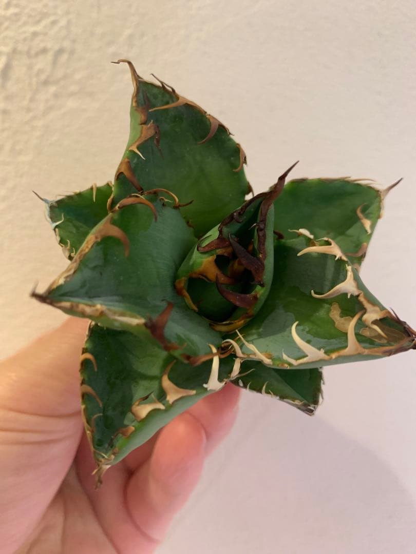 【goodtaniku】GTオアハカ実生＋2x「おまけ実生2点付き」