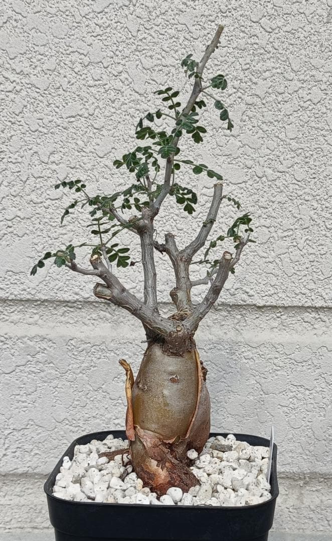 パキコルムスディスカラー 象の木 #6