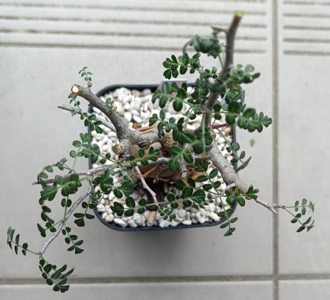 パキコルムスディスカラー 象の木 #6