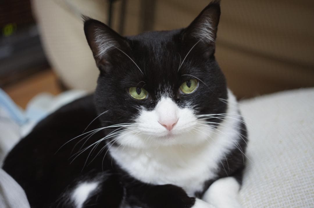 整備済 完動品 OLYMPUS PEN F 38mm F1.8 全速OK